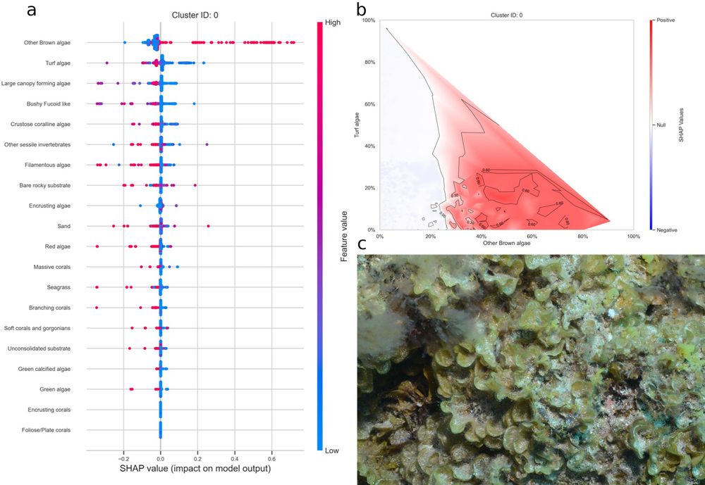 Using SHAP to Interpreting this cluster as a Foliose brown algae cluster.