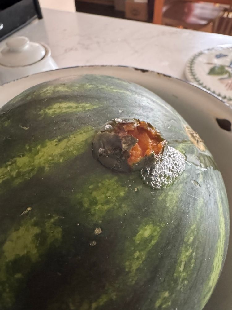 A watermelon with a hole bursting from inside out indicating an eruption of gas or animal from the melon flesh.