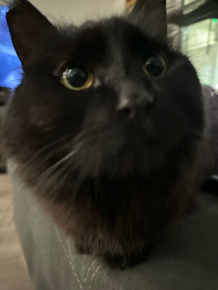 Stewart, a black furry cat, sniffing the camera