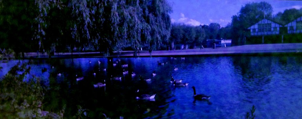 A flock of Canada Geese on the River Great Ouse, near the Longholme Boathouse, Bedford. Shot on ridiculously out of date film.