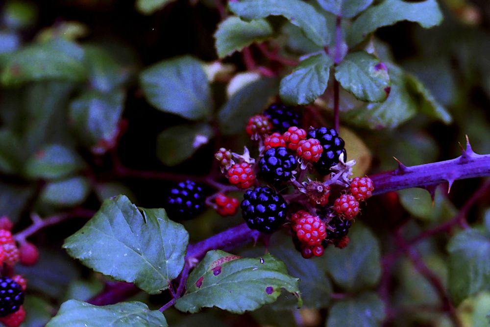 A colour film photograph of ripe and unripe blackberries on a bush.