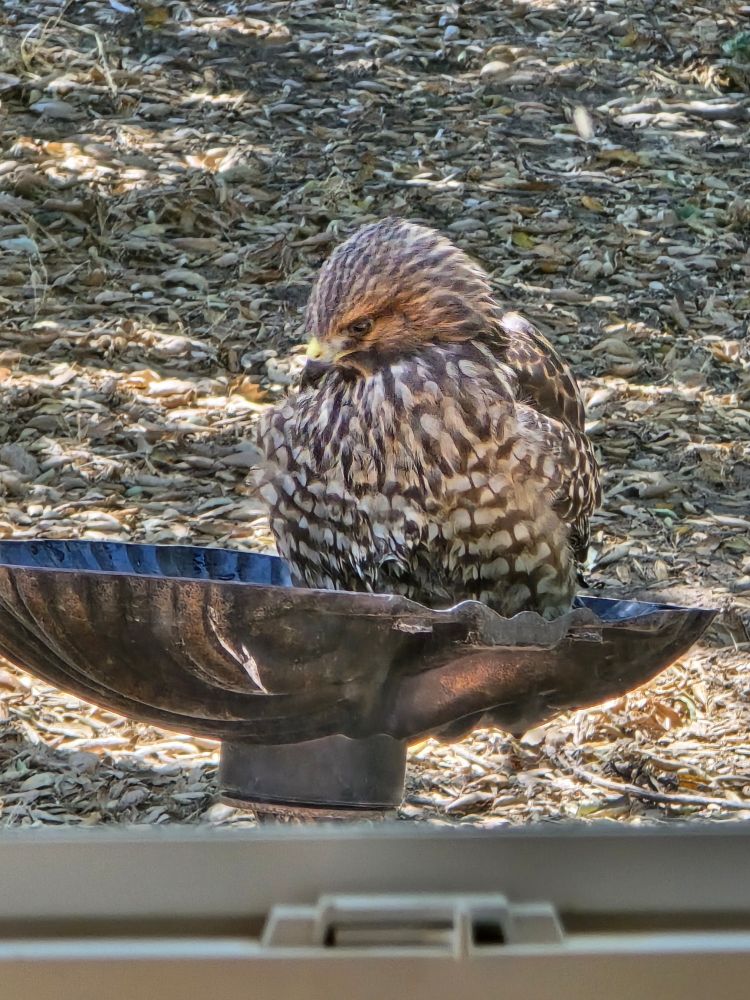 Cooper hawk in a small birdbath 
