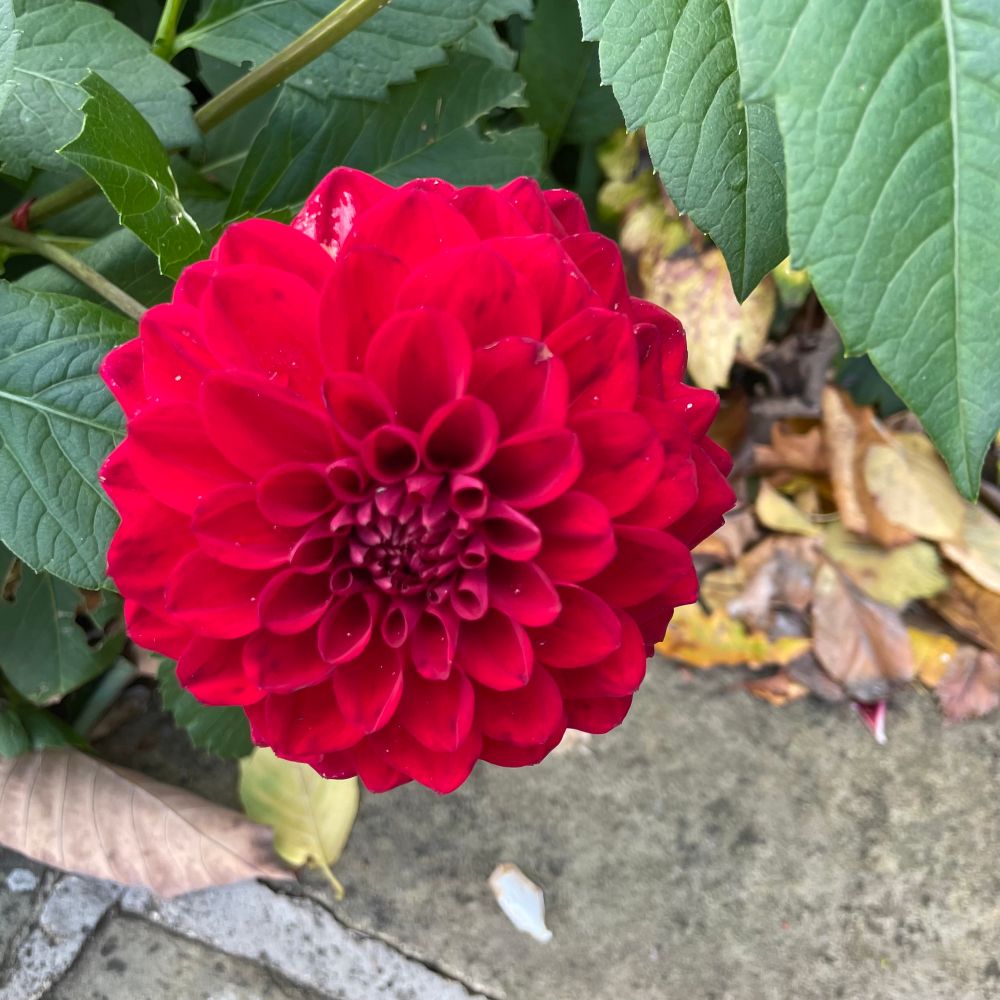 A red flower 