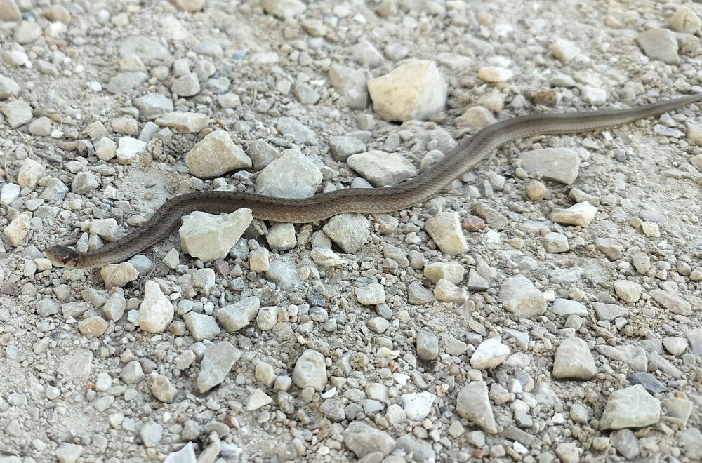 A very small snake hanging out on a gravel surface. The snake's diameter is dwafed by some of the gravel stones. 