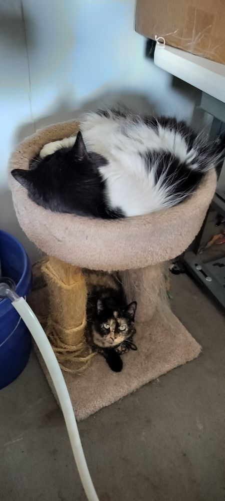 A tuxedo cat is curled in a cat plinth, while a tortie crouches below and looks at the camera.