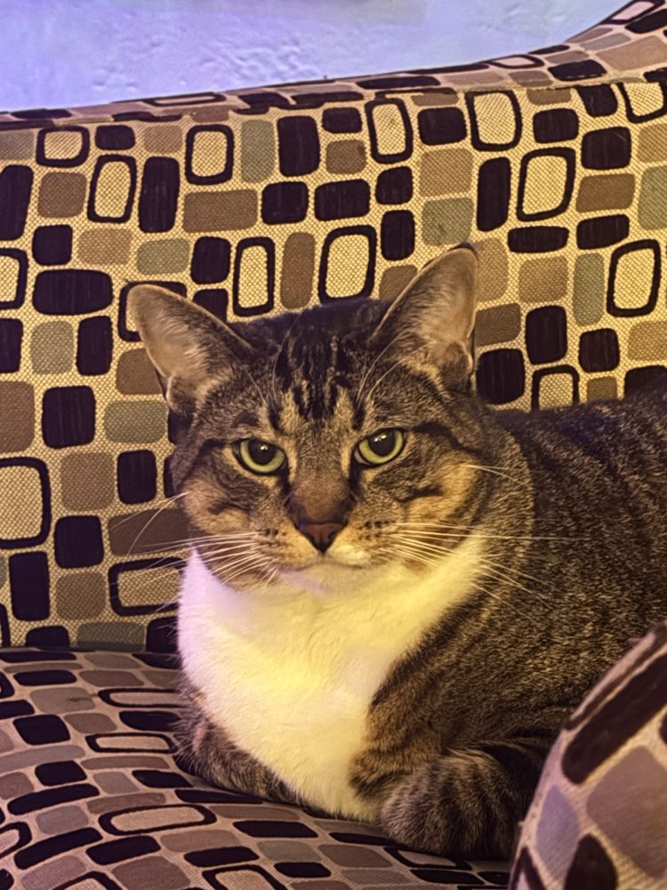 A tabby cat with resting bitch face. 