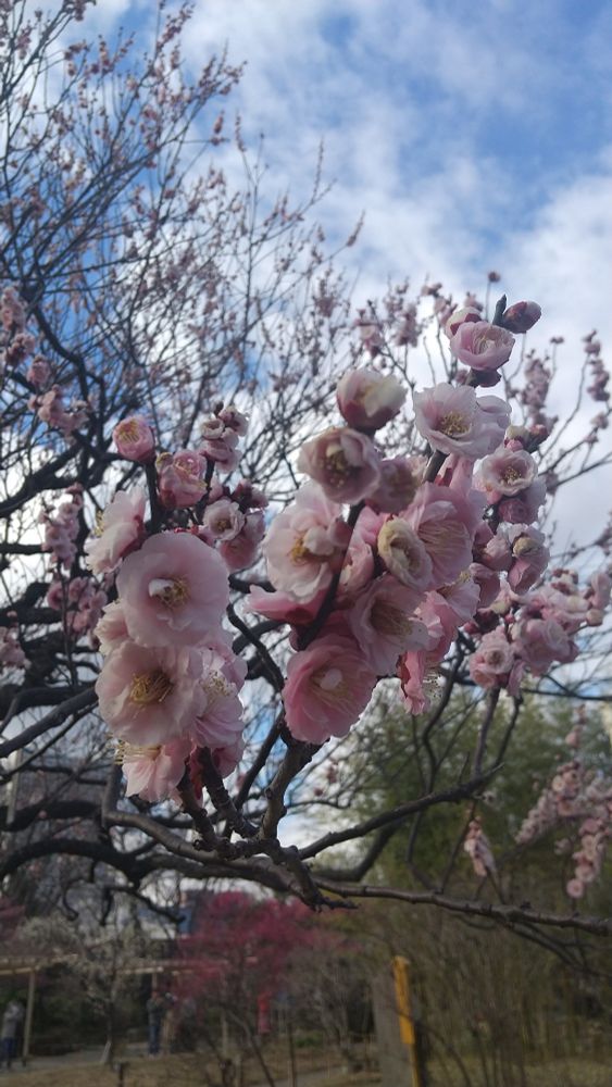 ほんのり桃色の梅の花