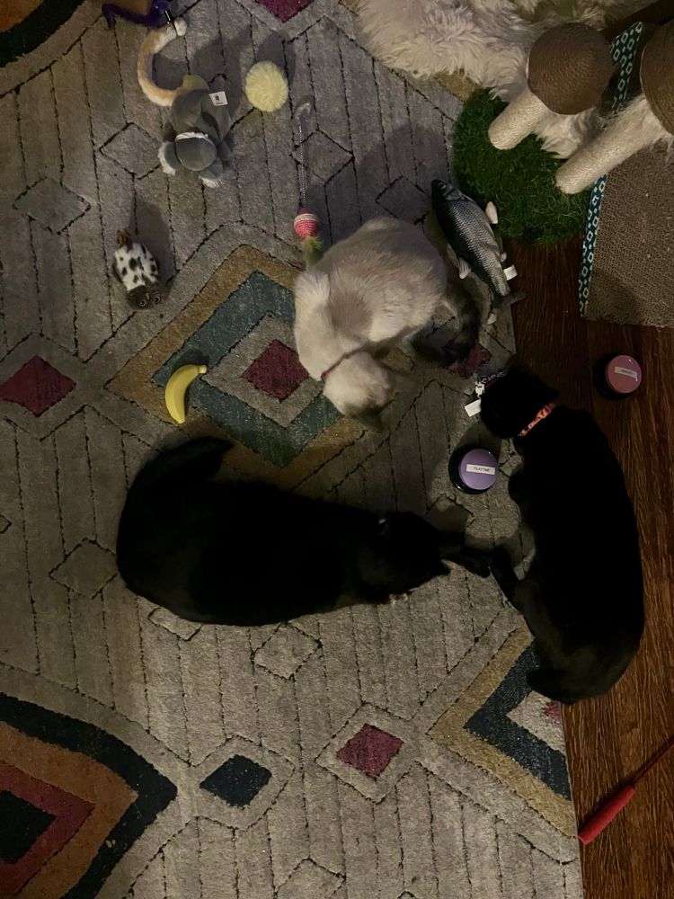 The three cats from the previous image are all swirling around a toy