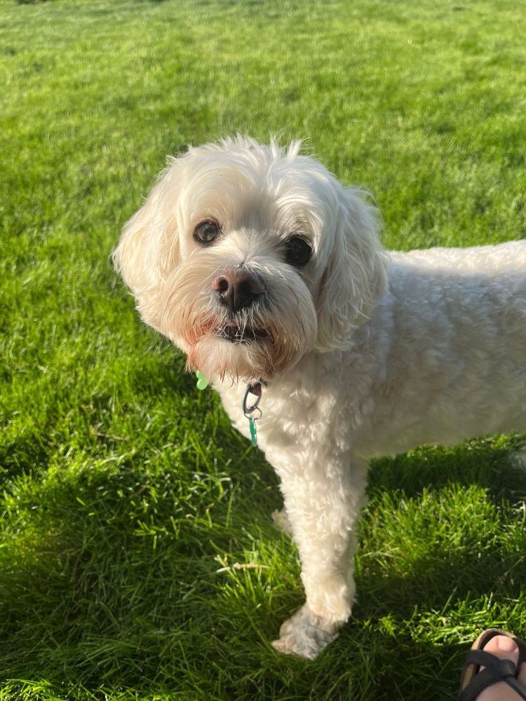 White fluffy dog standing on a grassy lawn looking concerned