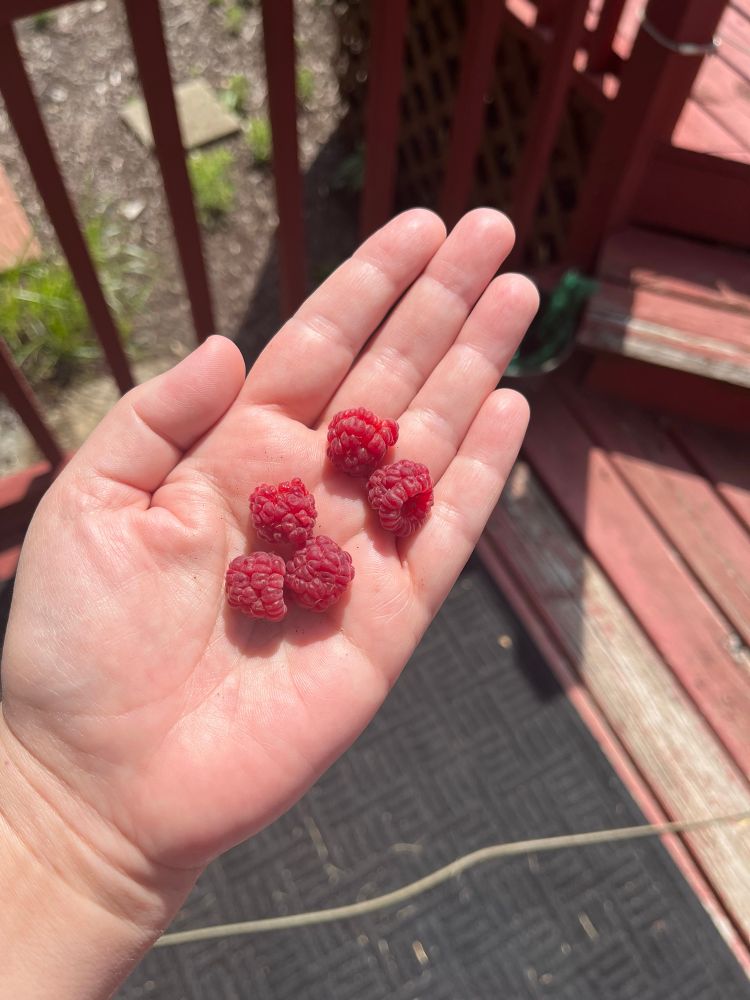 Five ripe red raspberries photographed on a white person’s hand