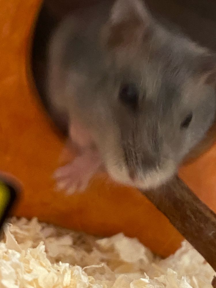 飼い始めたハムスターの写真