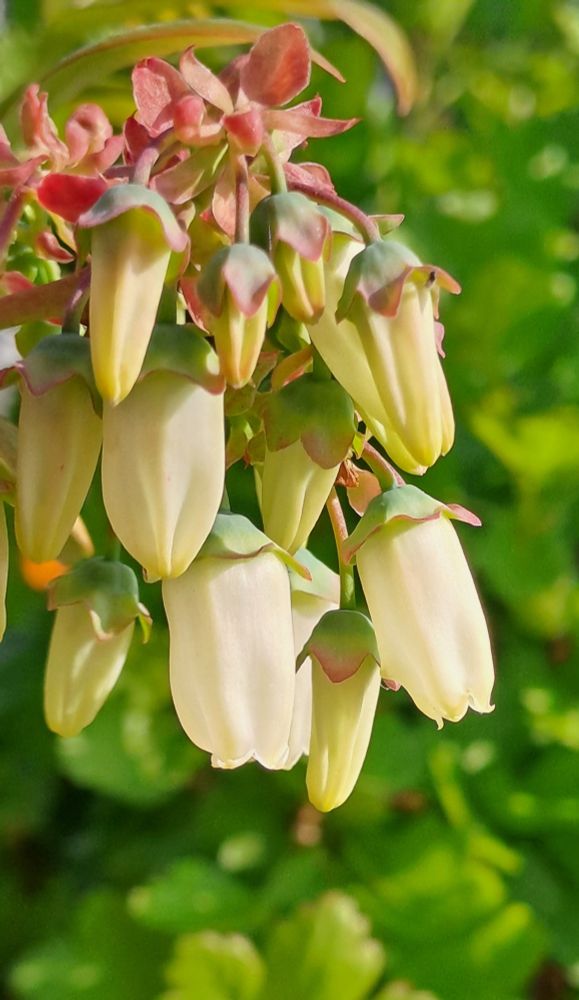 Längliche butterweiße Blaubeerblüten, zwei schon ganz geöffnet, andere vorn noch spitz geschlossen. Vor hellgrünem Blätter-Hintergrund. 