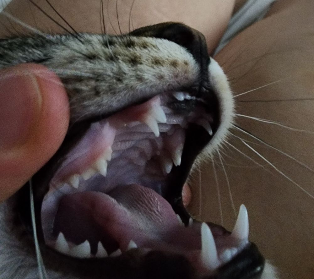 Picture of my cat's mouth showing she has double canines