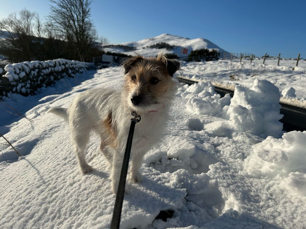 Jack Russell Terrier in snow