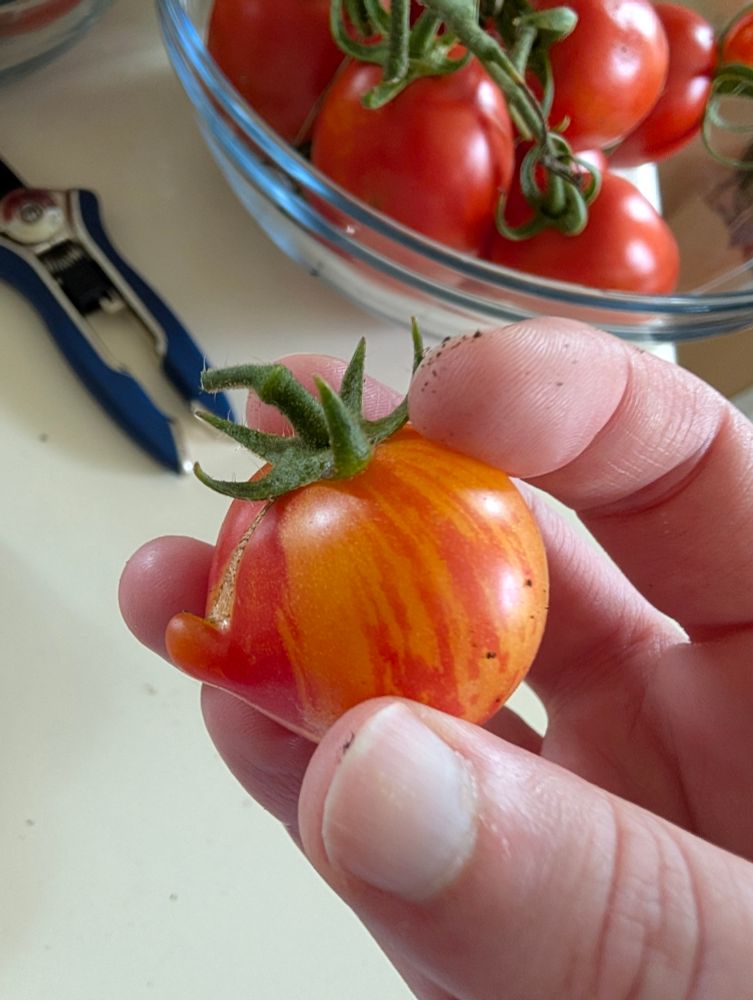 A cherry tomato with orange stripes. It has a little nubbin protrusion on the side. It's a dick, okay. It's a little cherry tomato peen.