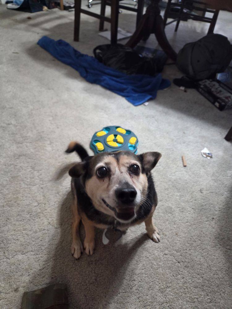 Mazie waiting patiently for a treat