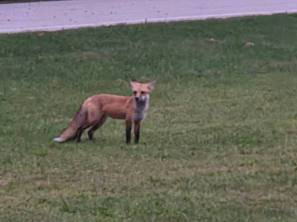 A fox watching us