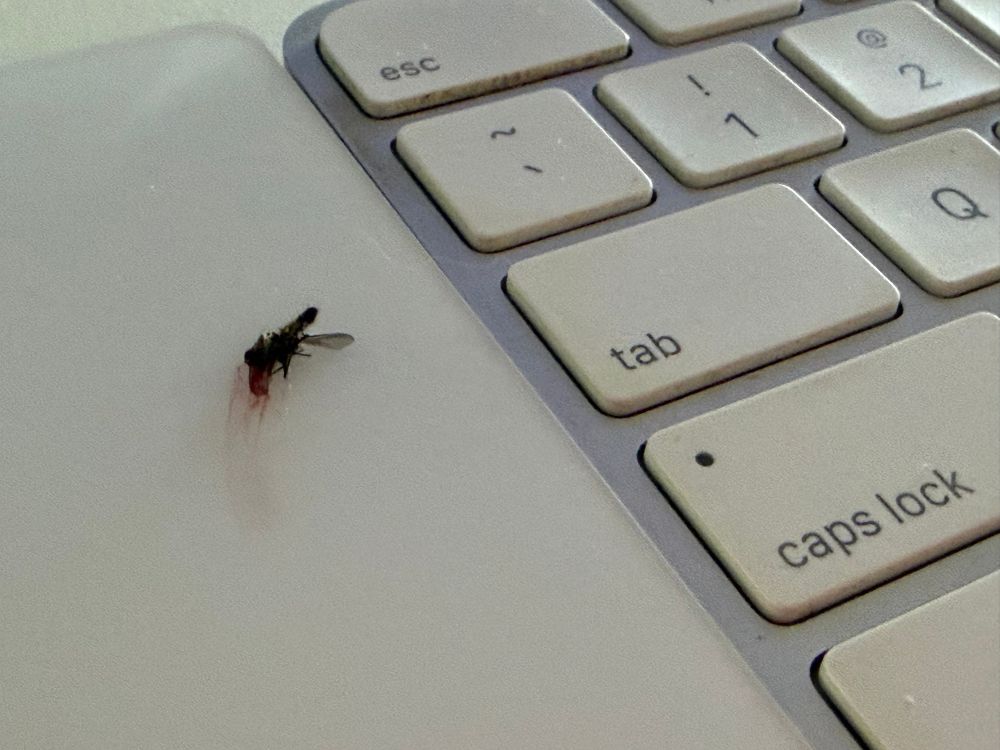 Dead mosquito next to keyboard