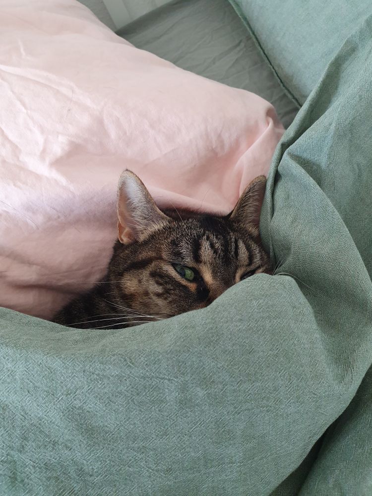 Eine grau-schwarz getigerte Katze lugt unter einer grünen Bettdecke hervor. Den Kopf hat sie an ein rosafarbenes Kissen gelehnt, der Körper steckt komplett unter der Decke. Ihre sehr grünen Augen sind halb geschlossen, halb schaut sie in Richtung Kamera.