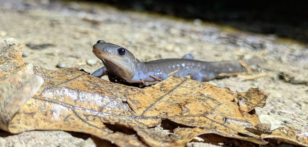 Jefferson salamander 