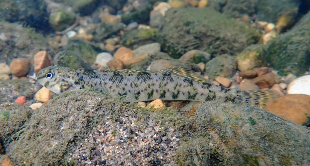 Underwater photograph of a greenside darter 