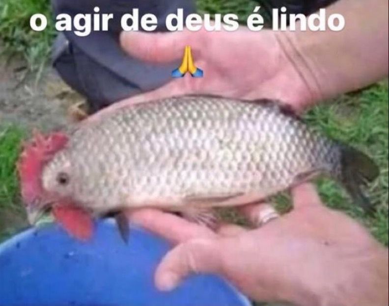 Um peixe com crista e papo de galo e a legenda: “o agir de deus é lindo 🙏🏼”