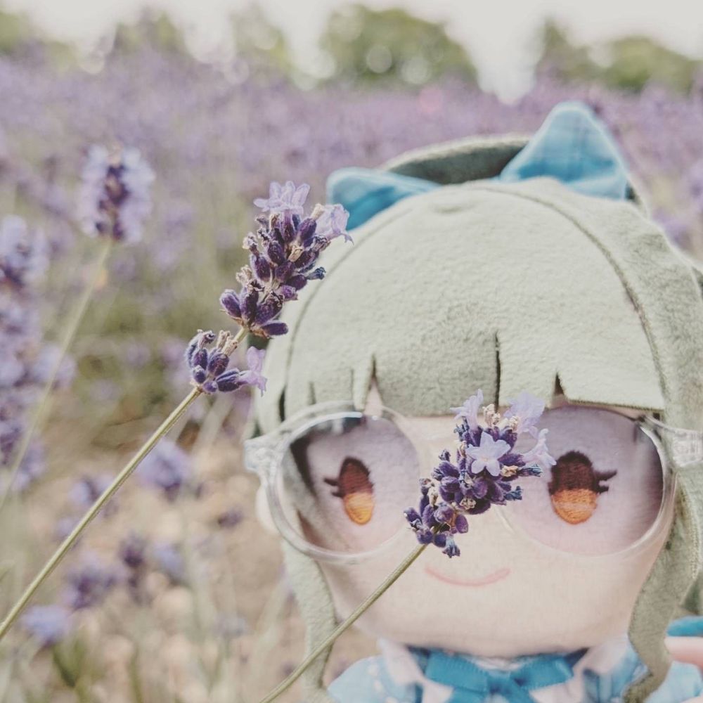 藤居朋のぬいぐるみとラベンダー畑