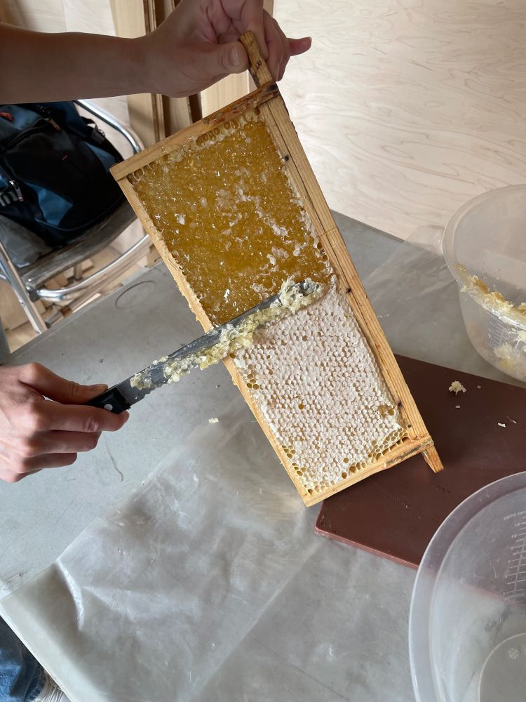 A wax frame of honey. Someone has sliced off half of the cap with a bread knife, exposing the glistening honey within