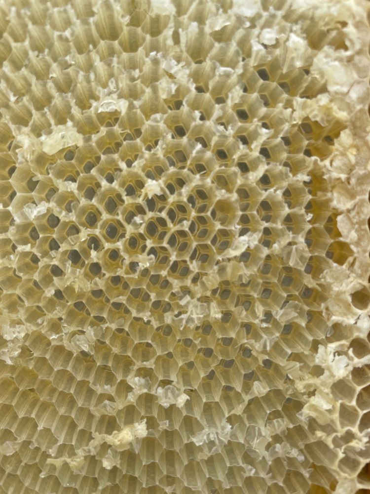 An empty frame of honey: you can nearly see through the hexagons to the other side.