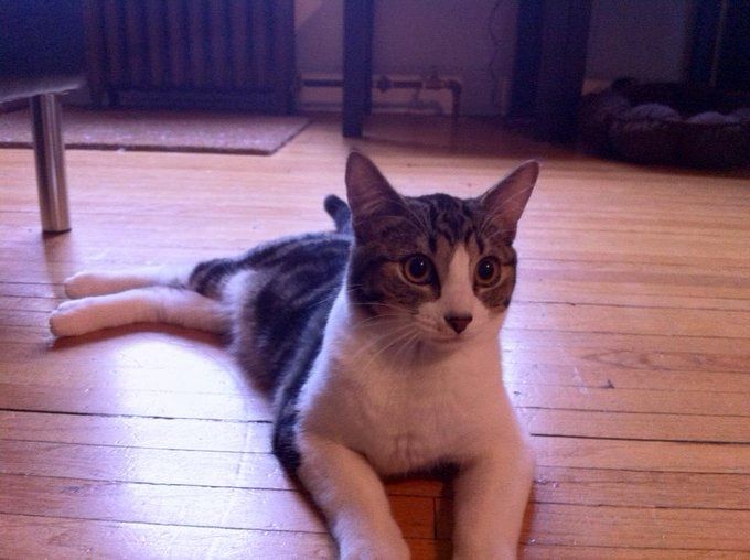 Azazel on Adoption Day (3 June 2013).