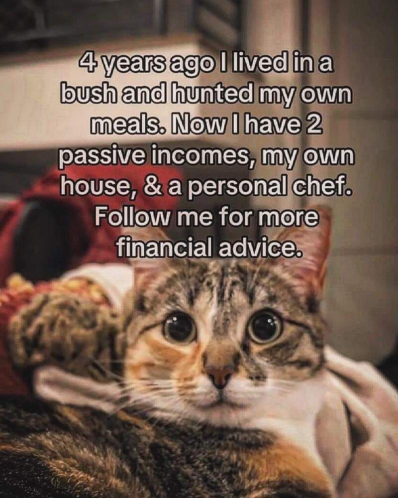 A house cat: Four years ago, I lived in a bush and hunted my own meals. Now I have two passive incomes, my own house, and a personal chef.
Follow me for more financial advice.