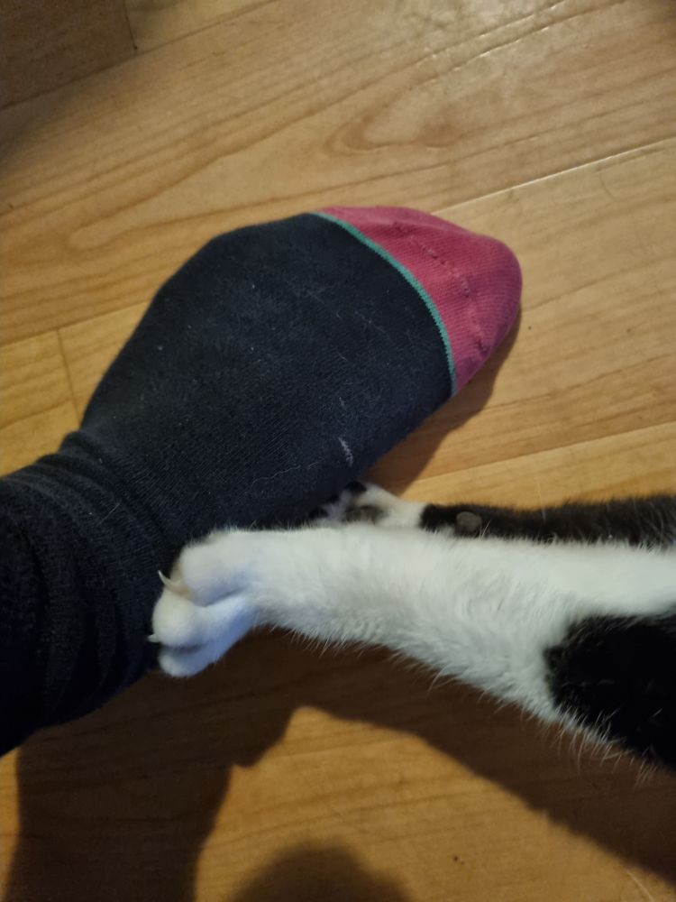 Cat making biscuits whilst using her claws on my foot