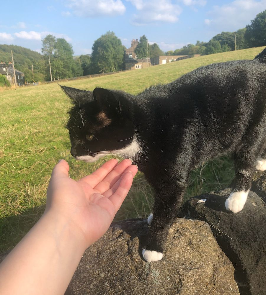 picture of a black and white tuxedo cat on a stone wall, with a hand extended towards its face