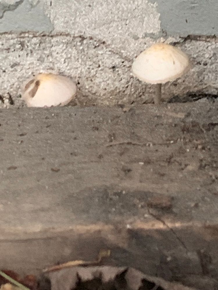 white tiny caps behind where the woodpile usually is