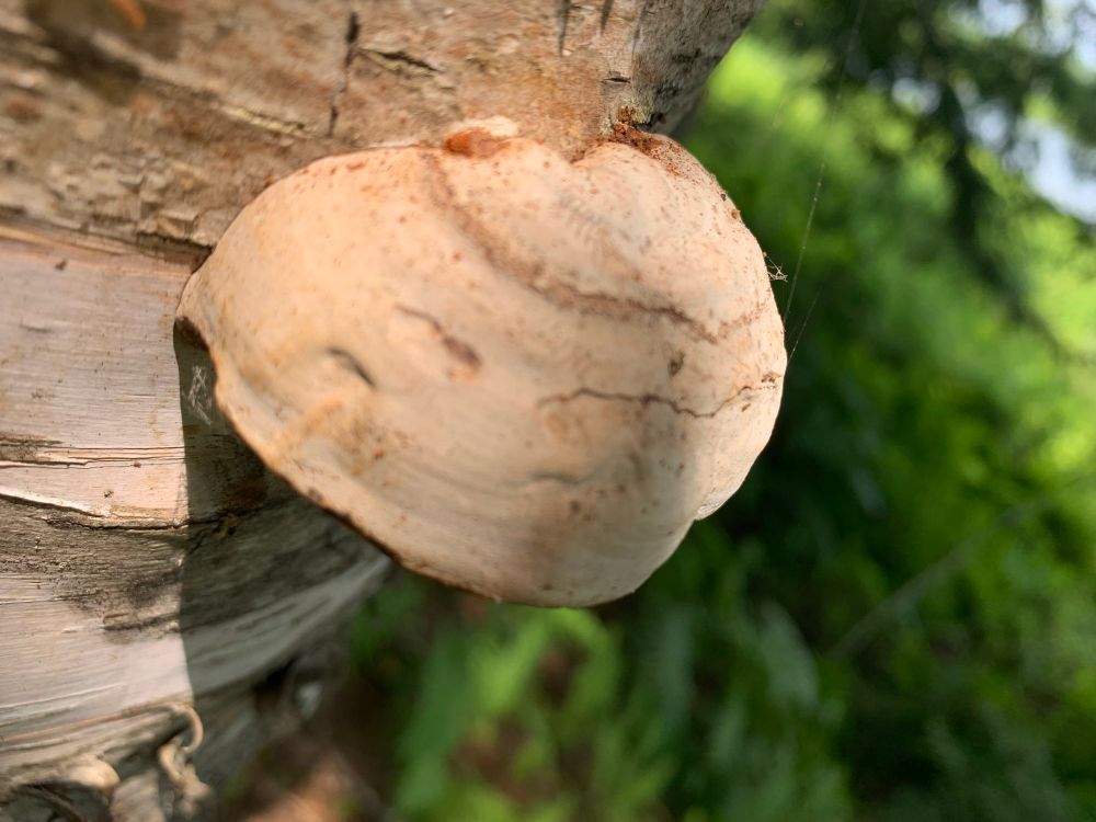 topside of the fungi on a birch tree