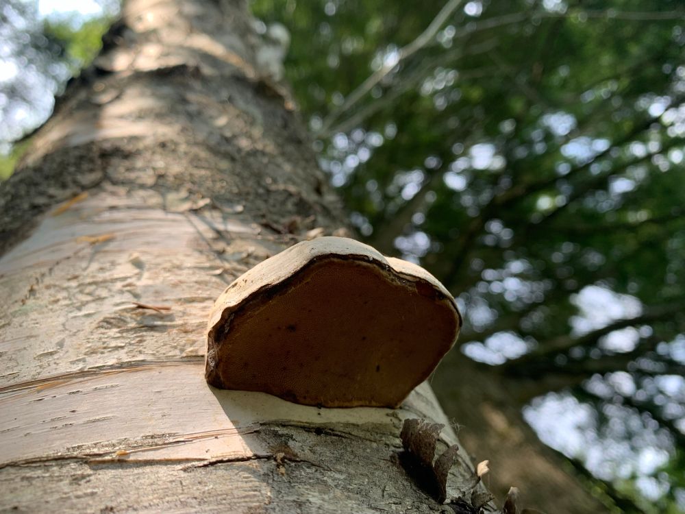 small fungi from underneath 
on the side of a birch tree