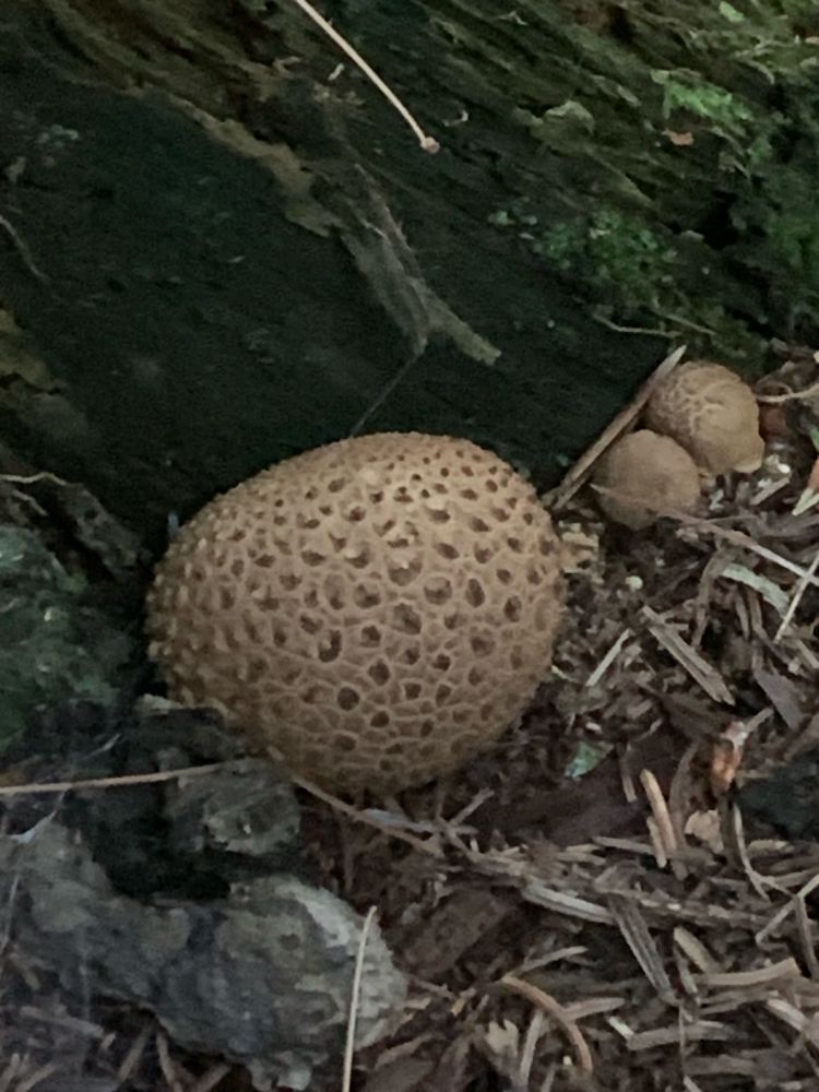 tan spotted alien egg puffballs in the woods