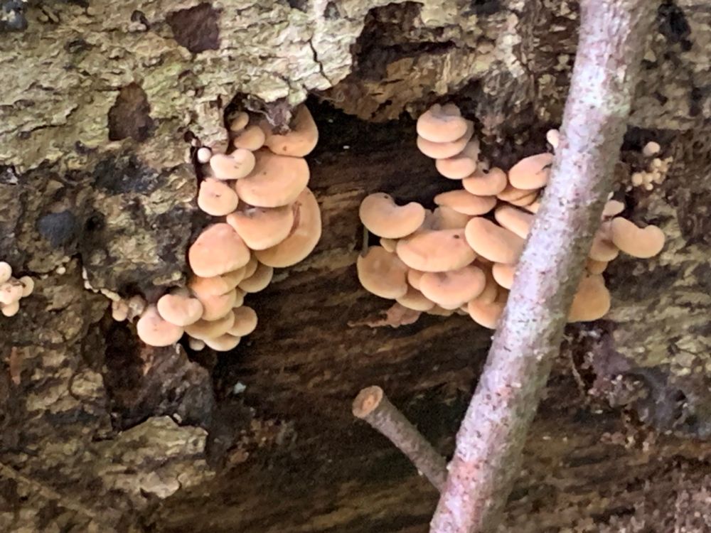 small tan fungis on a log