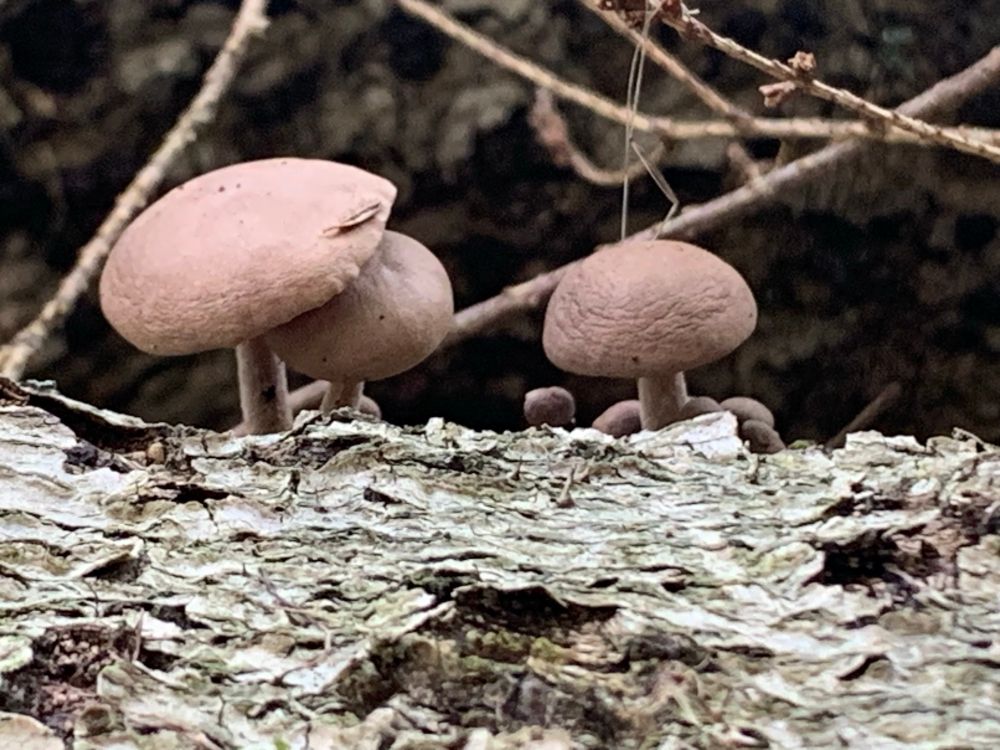 small purplish mushrooms 🍄‍🟫 on a log