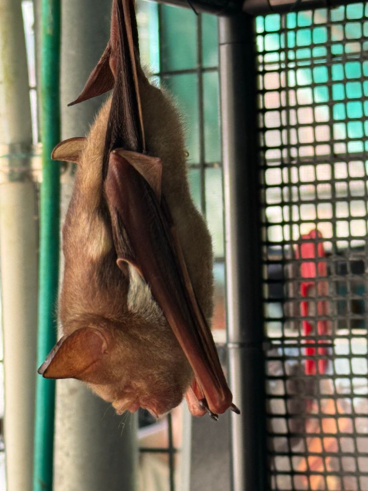 Diadem bat from the side - look at those delicate planes of their wings!!