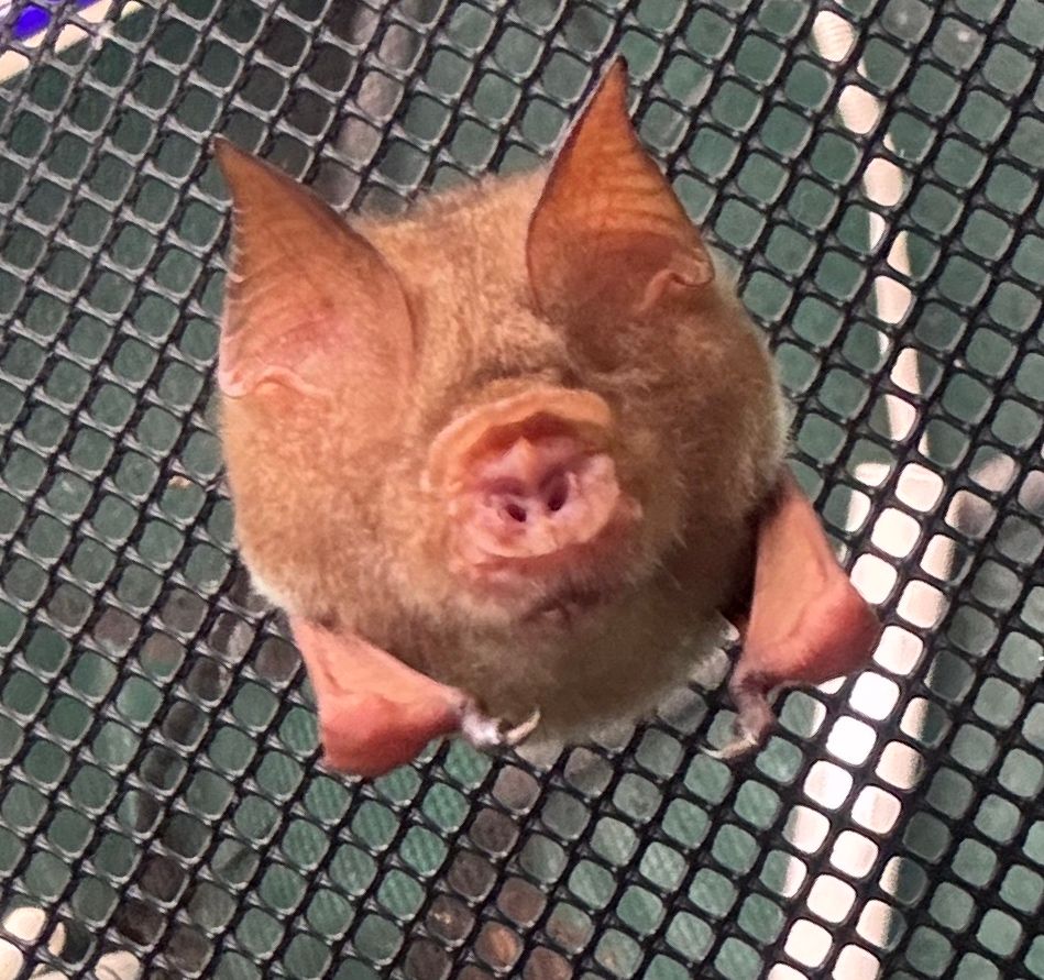 Diadem LNbat viewed from front (below) to see their fabulous nose
