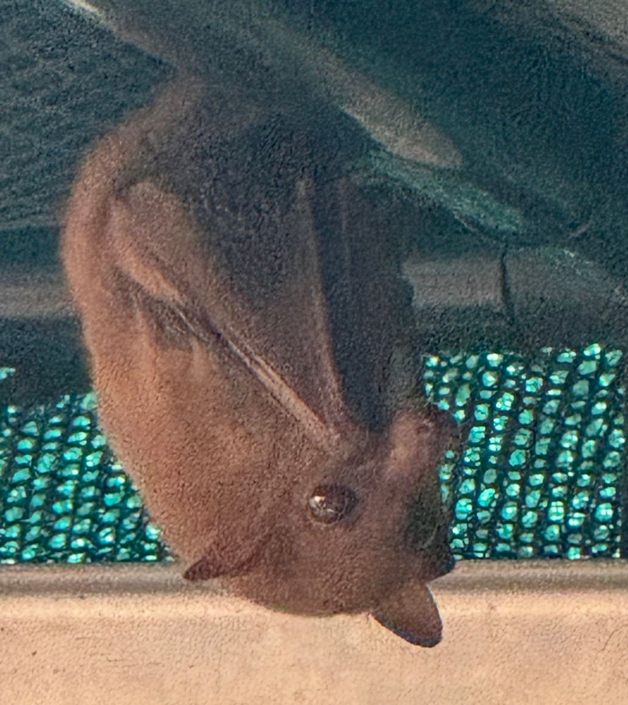The size of a massive strawberry - a blossom bat. My photo is grainy because I zoomed a lot, not wanting to stress it through proximity