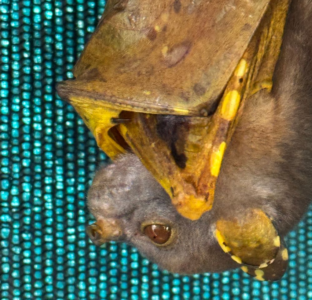 Tube nosed bat - look at those delicate nostrils!!