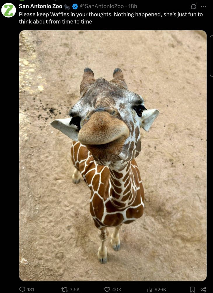 San Antonio Zoo

@SanAntonioZoo 18h 

Please keep Waffles in your thoughts. Nothing happened, she's just fun to think about from time to time.

The image shows a close-up of a cute reticulated giraffe, also known as a Somali giraffe. This specific giraffe is named Waffles, and is part of the San Antonio Zoo, as seen from the text overlay in the image. 