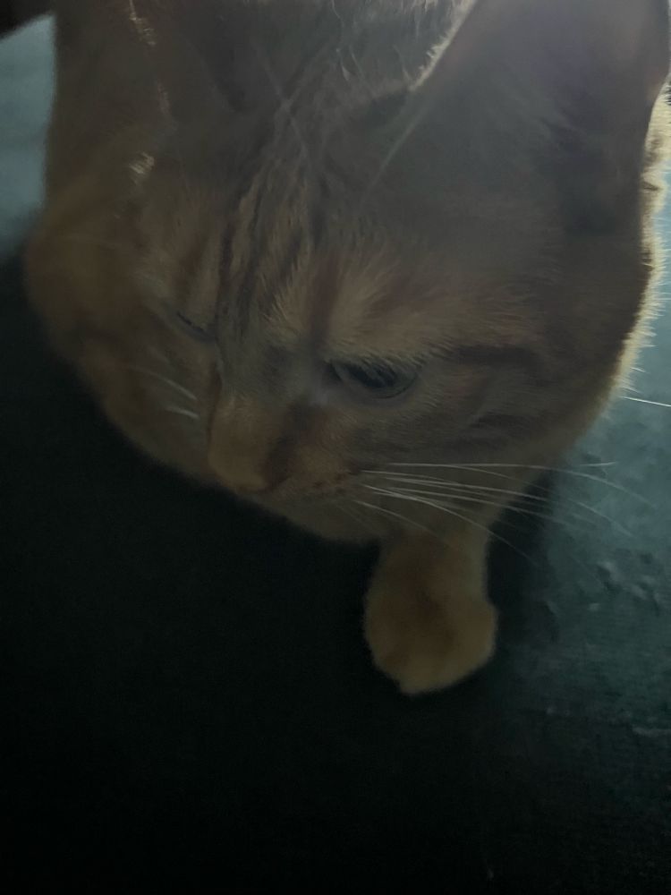 Orange cat laying down 