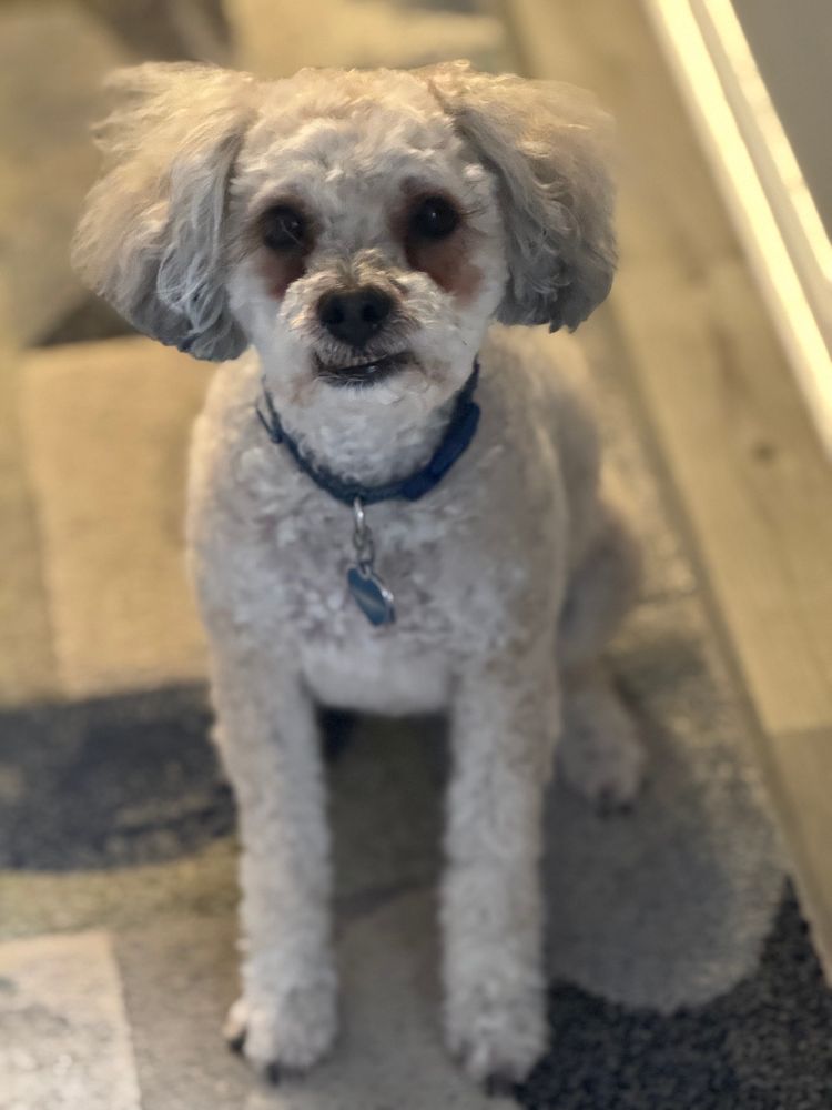 Another close up of the same small, tan, dog. He is sitting politely. He has been to the groomers, and his fur is now short, except for on his ears which were left very fluffy. His dark eyes stare intently at the camera, as he waits for the photographer to give him a treat.