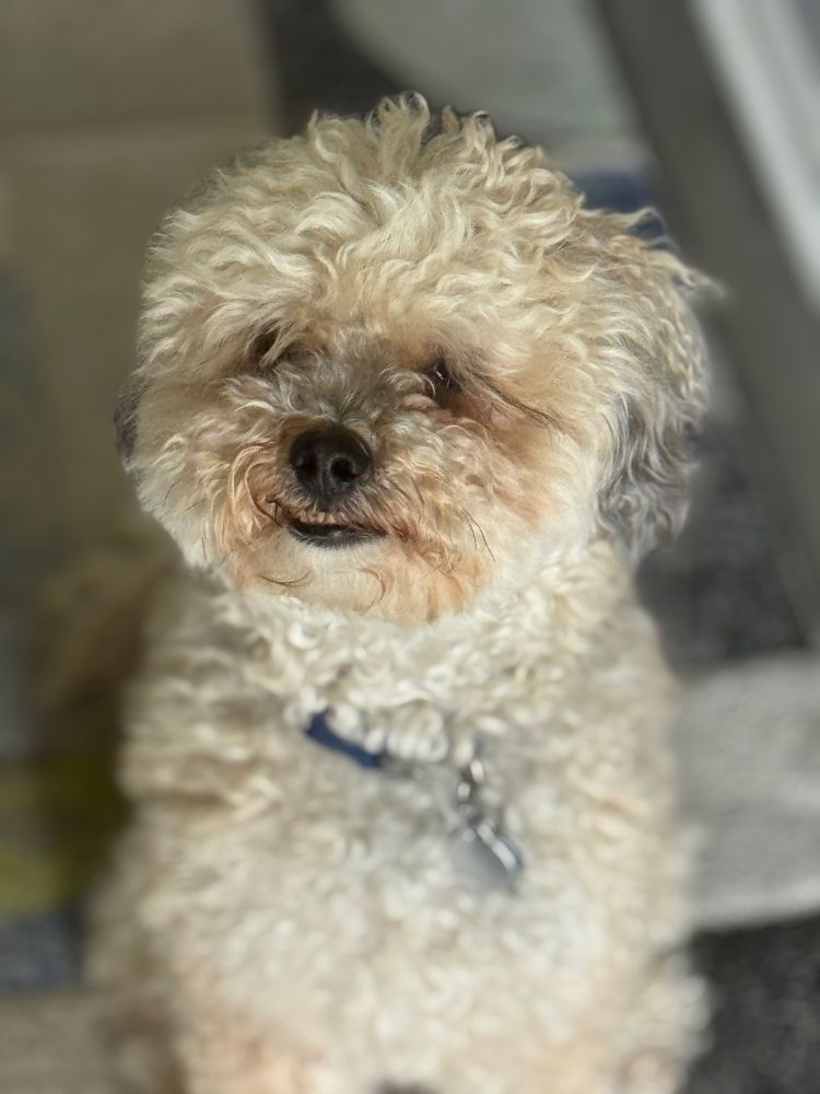 Close up of a fluffy, tan dog. He is sitting politely. His dark eyes are almost covered by his curly fur. His dark lips curve upward in a gentle smile. 