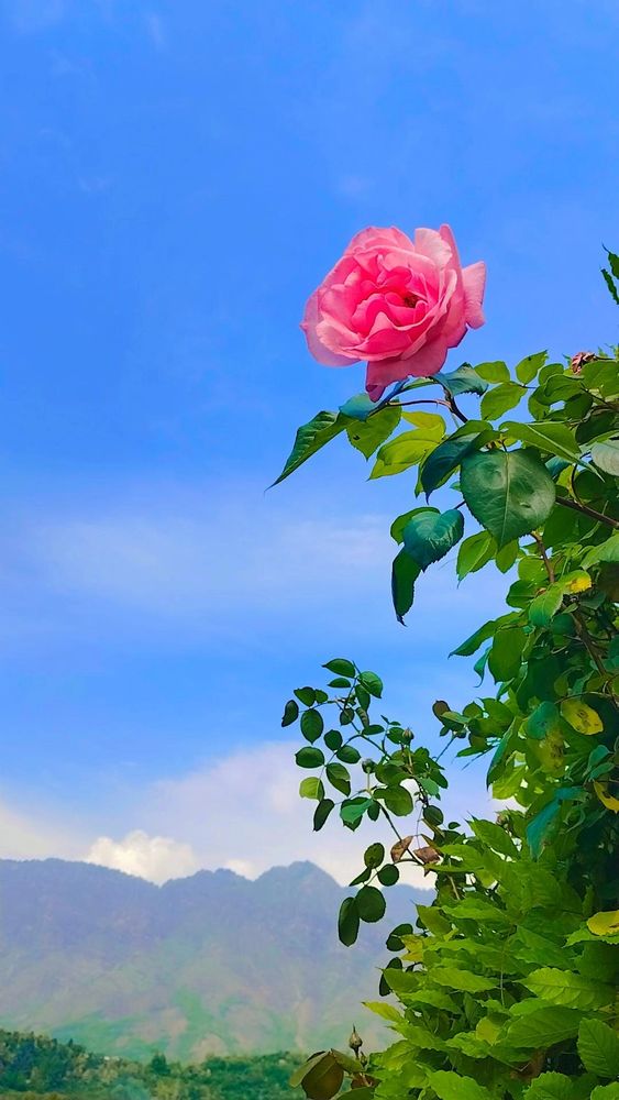 A pink rose with Himalayas in the background. 