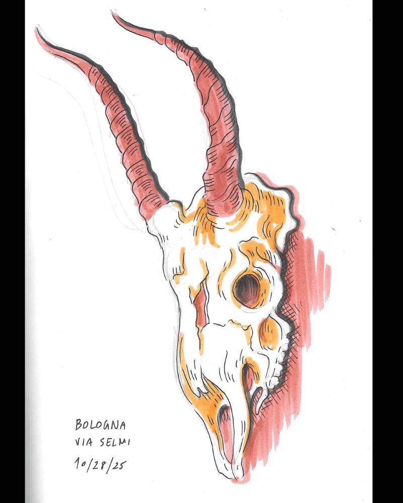 drawing of an antelope skull