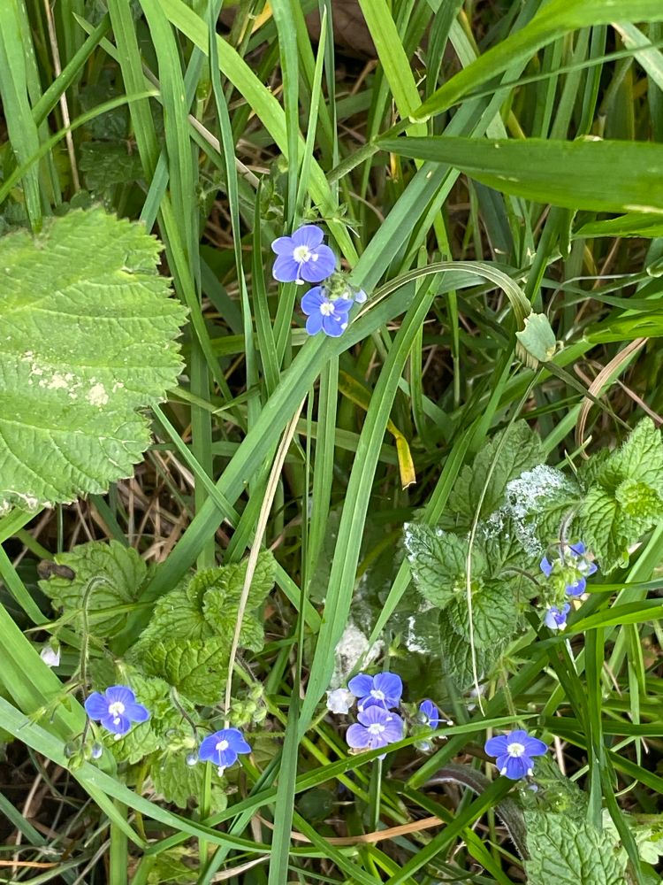 Bright purply blue little Speedwell flowers with white eye in centre against a background of leaves and grass